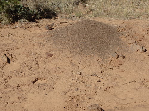 GDMBR: The Ants have pulled up lava pumice.